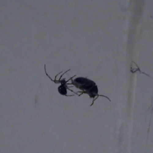 Spiders with Microphones