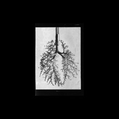 Lungs