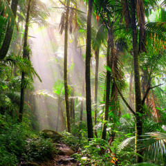 JUNGLE