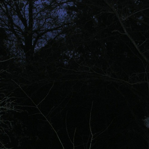 lost in the deep dark forest
