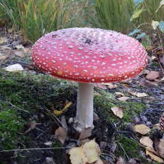 Amanita Good