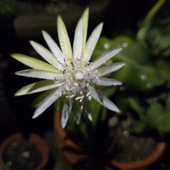 MIDNIGHT'S BLOOM