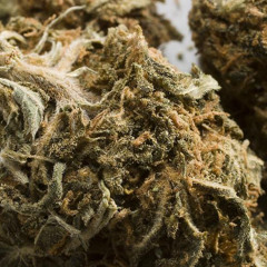 akane tendo demo final