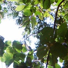 The Ballad Of Saint Elwen