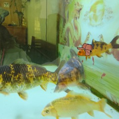 Cara Derretida (demo)