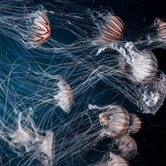 Jellyfish Waltz - #MusicWeeklies