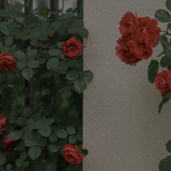 سورة البقرة آيه177