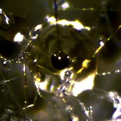 separation event @ sanctuary