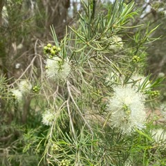 The Divine Marriage - Psalm 45