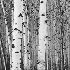 Forêt noire