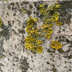 Grossmutter Wechselt Reifen