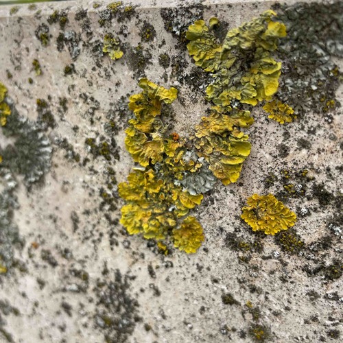 Grossmutter Wechselt Reifen