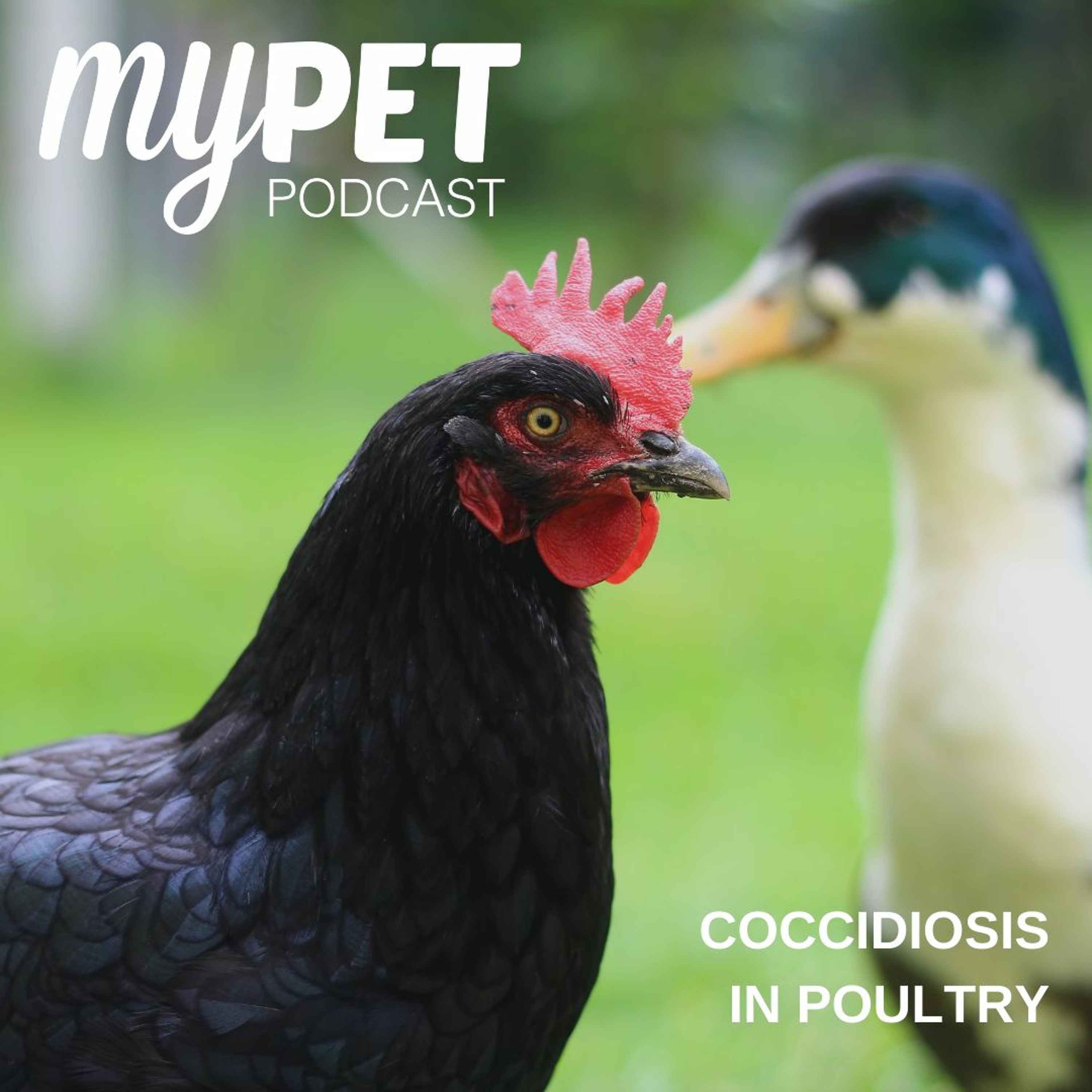 Coccidiosis in Poultry episode artwork