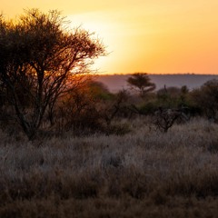 Dusk in the African savanna