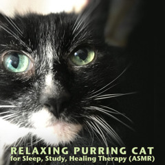 Cat Purring Slow & Warm (with Ambient Music)