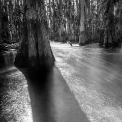 Nighttime Wetlands