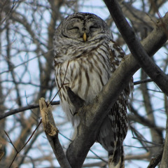 "Catharsis", par Chartrand Saint-Louis; Mixage, révision et sonorisation par Albert [lien vidéo]