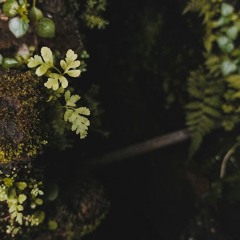 Someone’s Statement