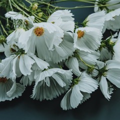وثائقيات;