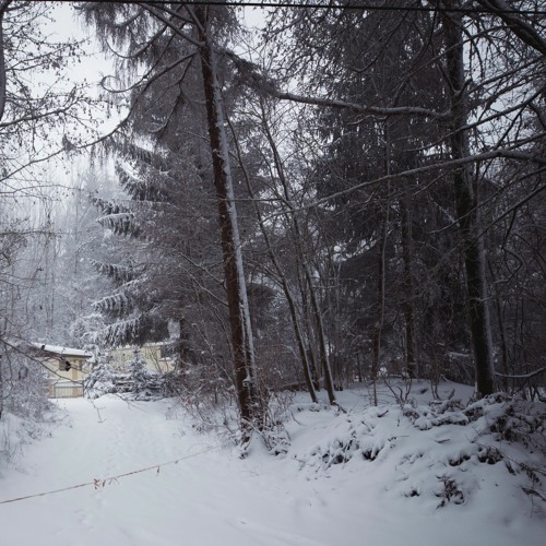the woods are calling me