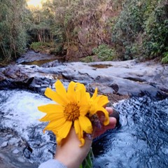 Flor Amarela - Clordana Aquino