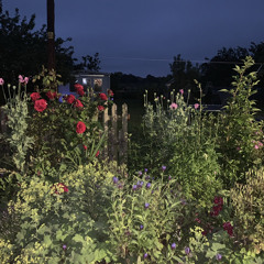 pretty things