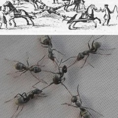 holo22k & mckel - surmjolk