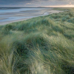 roses - noble x haze