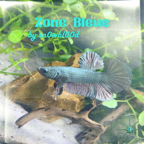 [FREE] jul type beat "Zone Bleue"