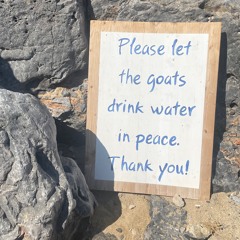 Please Let the Goats Drink Water in Peace, Thank you - Summer 2022 mix