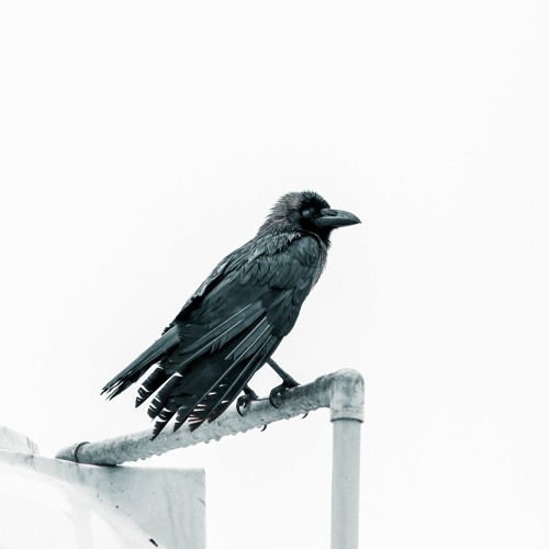 THE CROW'S BACK.