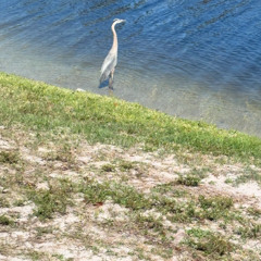 margaritaville (prod kriz)