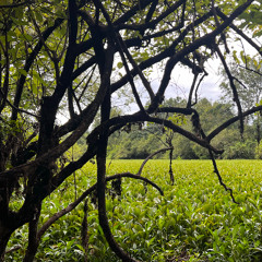 Summer Thunderstorm 3 of 4 - Powerful cracks of thunder and sheets of rain, birds and insects test the air