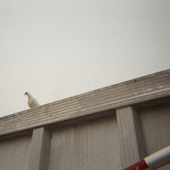 Still Life with Dead Hares