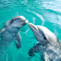 Review Special Price Dolphin Swim In Freeport