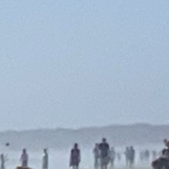 beetle in my coffeetea