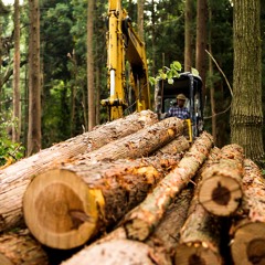 How asset managers are moving to end commodity-driven deforestation