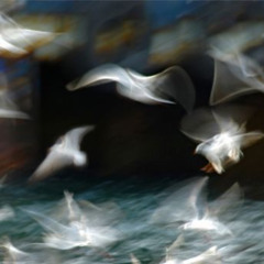 Without Dissimulation