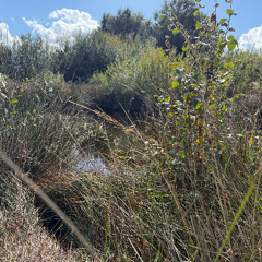 Peatlands - Grasses in the Wind