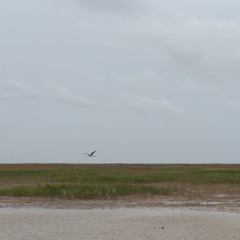 Yellow River Delta Wetland-Site 5 (37.71972° N, 119.22682° E)