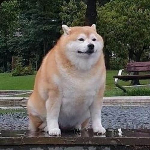 shiba inu chonky