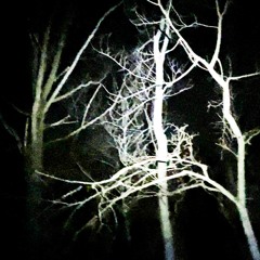 SILENT NIGHT