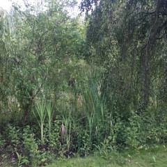 Beaver and Red Winged Black Bird in Jericho Park June 6, 2020 (binaural)