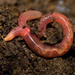 Earthworm Diss