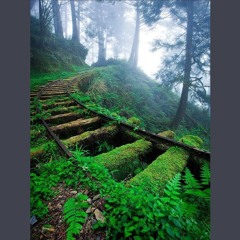 The Forgotten Path  (a duct-ape mix-tape)