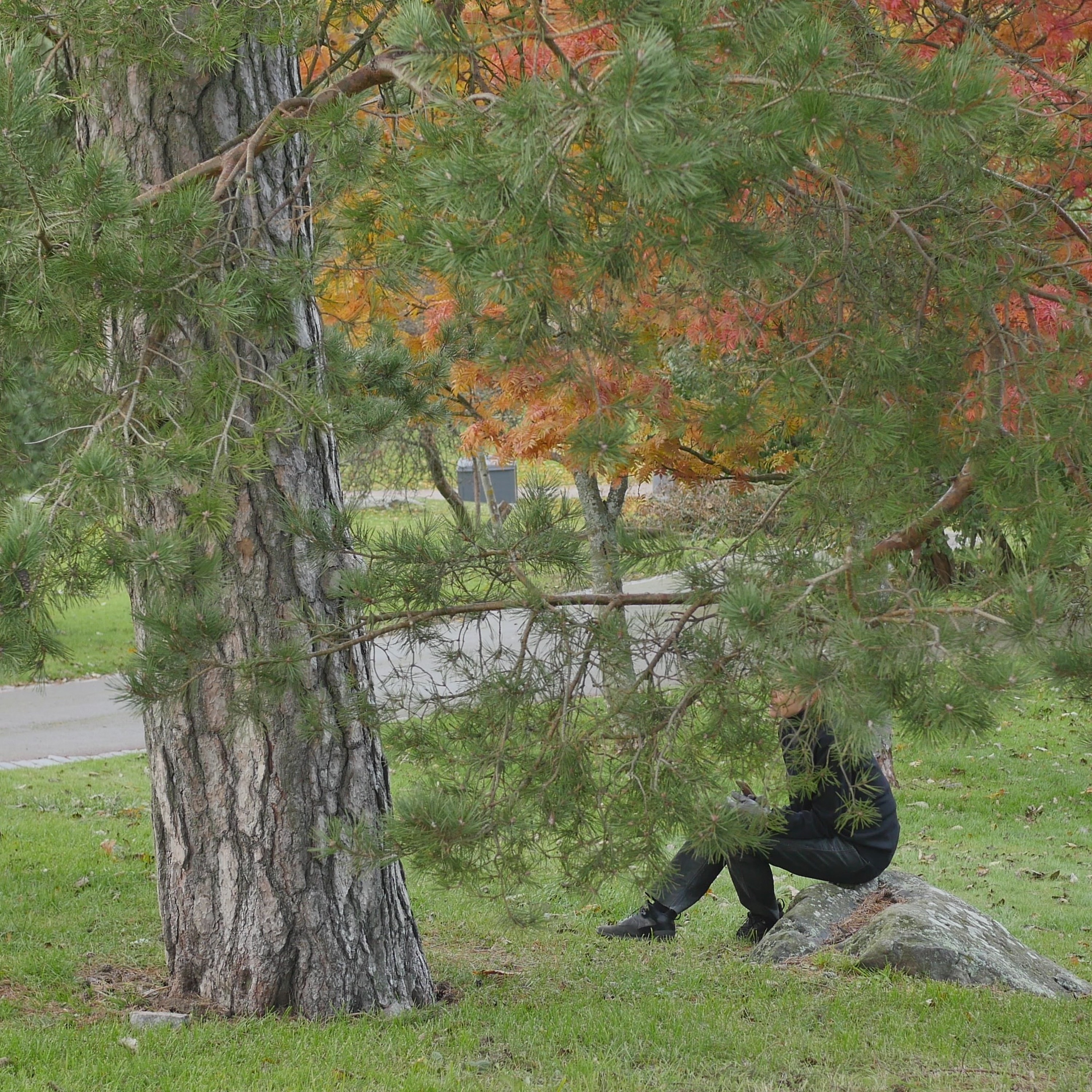 Pondering With A Pine In The Park - 18 episode artwork