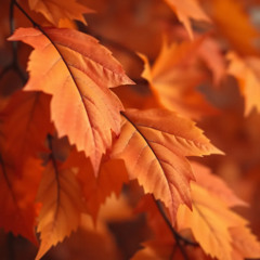 1984  შემოდგომა — ეს პატარა სიბერეა, შემოდგომა — ეს პატარა სიკვდილია.