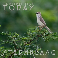 Wood Warbler (Bøksanger)