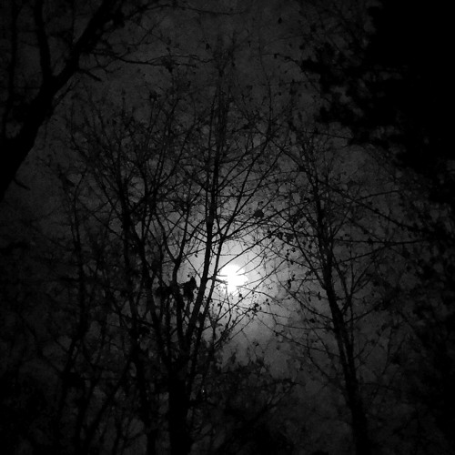 A Deep Forest’s Spell