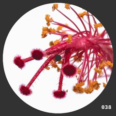 Bonsai 038 - Ng.oma (Area 808) // Self Isolation Special